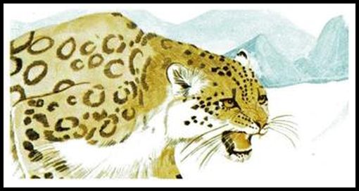 18 Snow Leopard